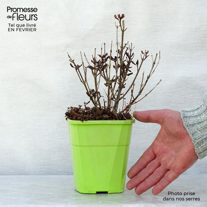 Esimerkki talvella toimitetusta Koprosma Pacific Night Pot de 1L/1,5L-taimesta