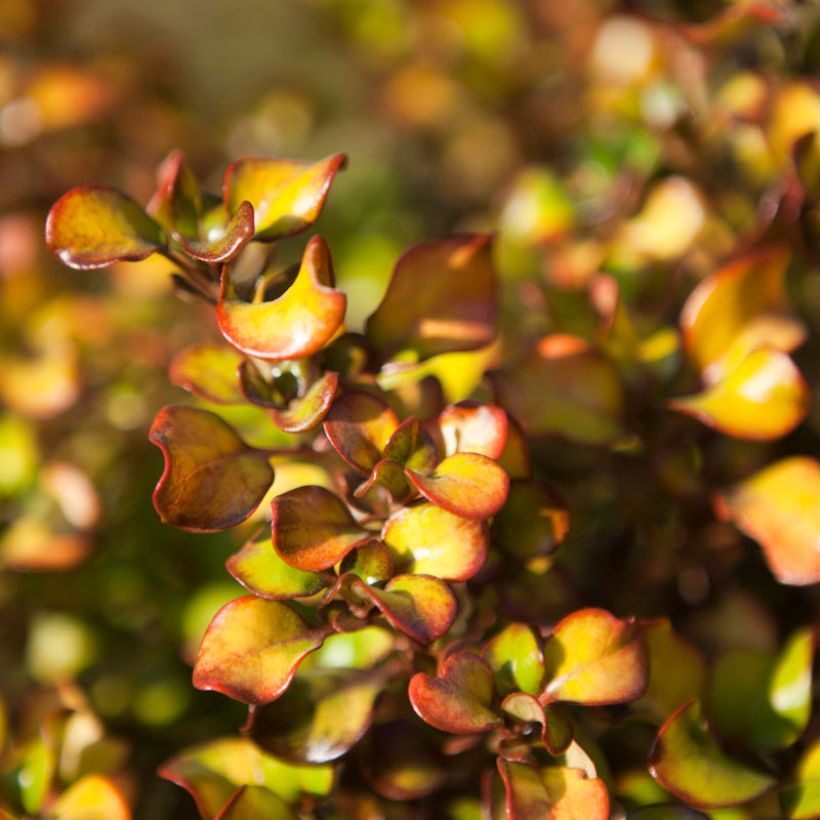 Koprosma Pina colada (Lehvistö)