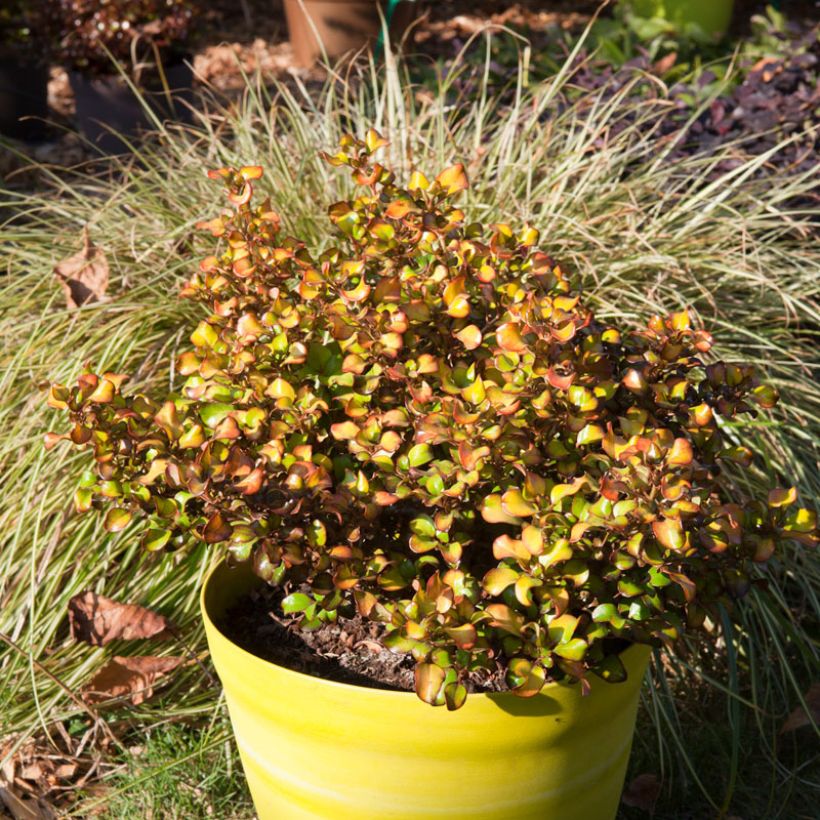 Koprosma Pina colada (Kasvutapa)