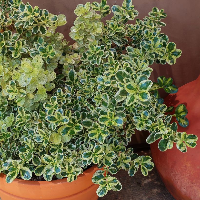 Koprosma Marble Queen (Kasvutapa)