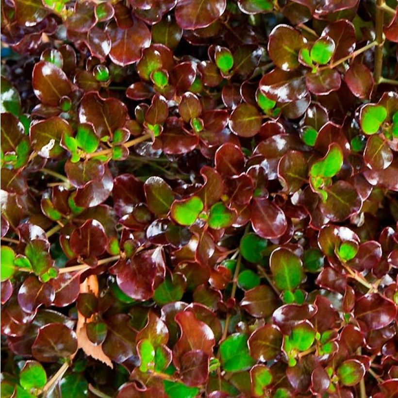 Koprosma Pacific Night (Lehvistö)
