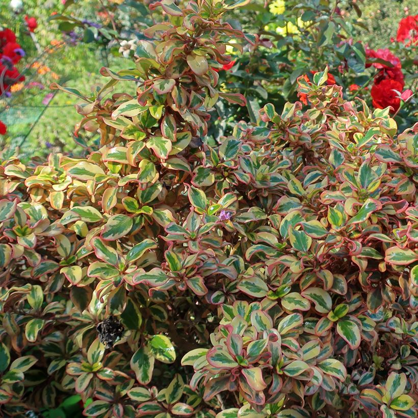 Koprosma Pink Splendor (Lehvistö)