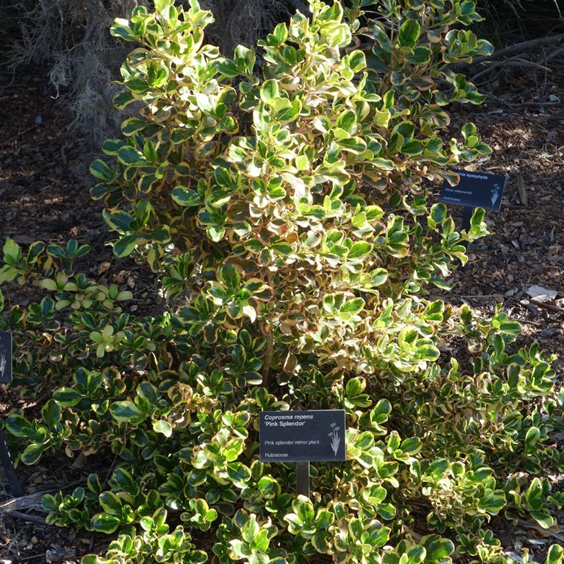 Koprosma Pink Splendor (Kasvutapa)
