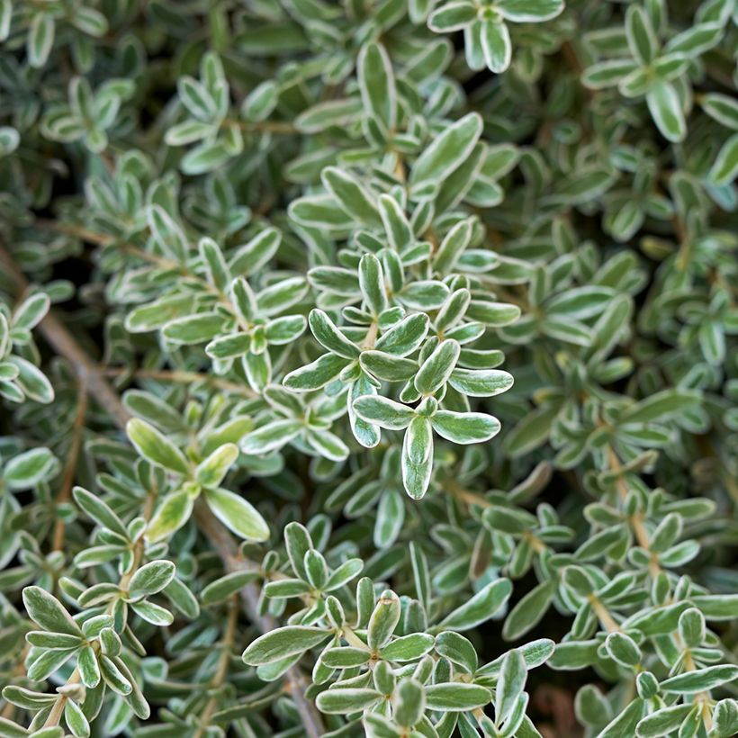 Koprosma variegata (Lehvistö)