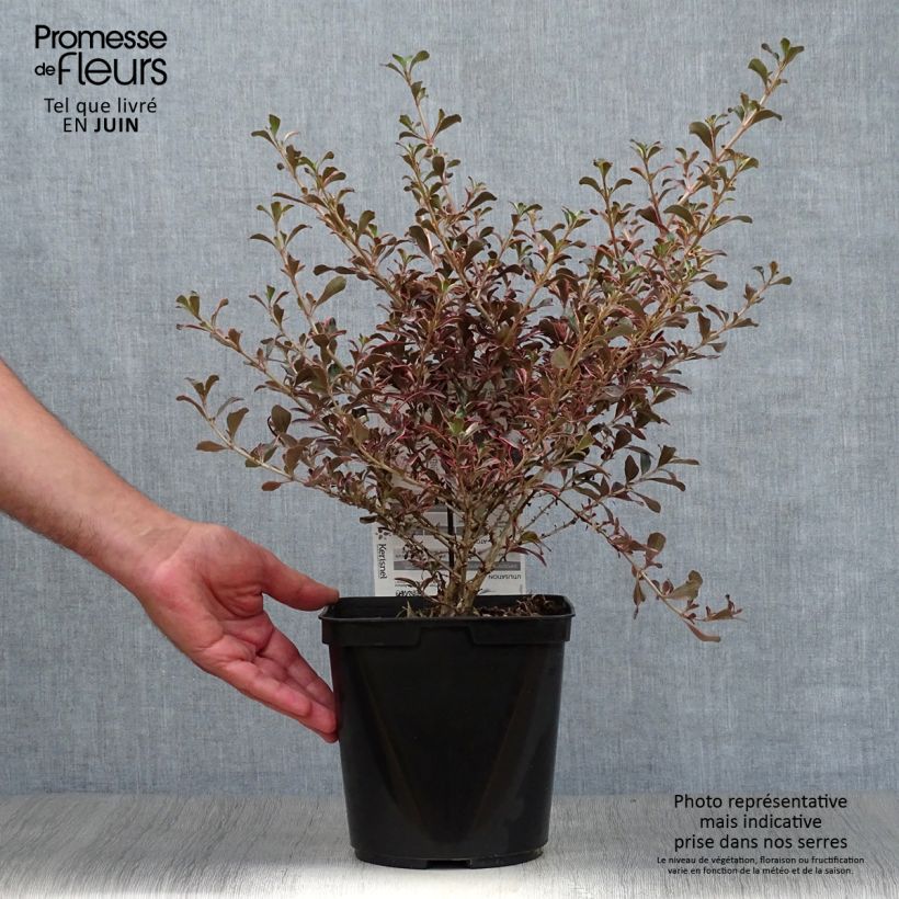 Esimerkki kesällä toimitetusta Koprosma Fire Burst Ruukku 3L / 4L-taimesta