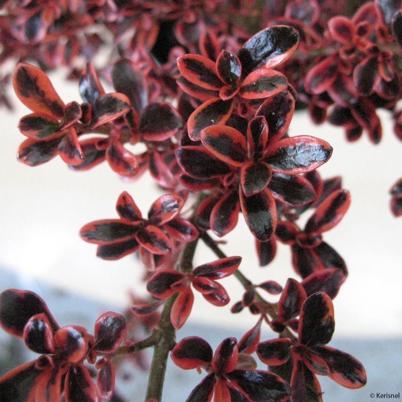 Koprosma Fire Burst (Lehvistö)