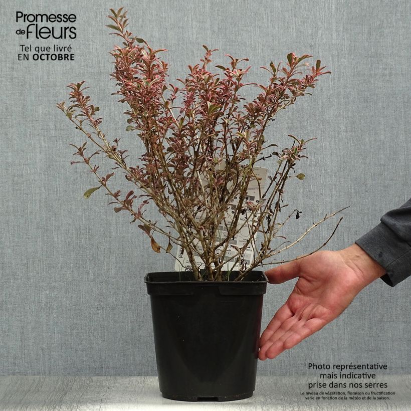 Esimerkki syksyllä toimitetusta Koprosma Fire Burst 3 litran/4 litran ruukku-taimesta