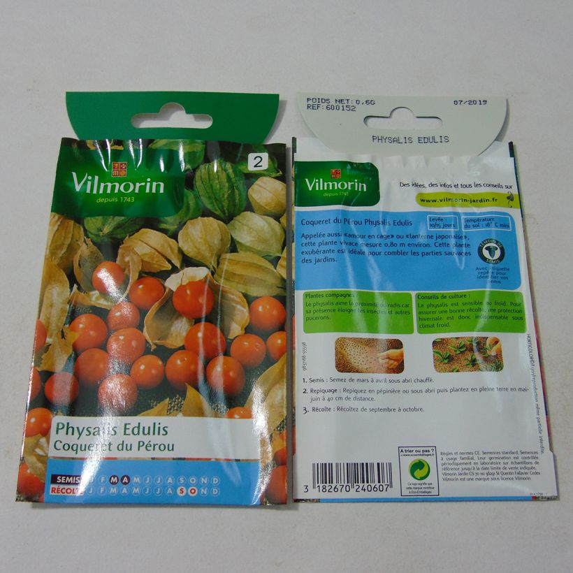 Esimerkki toimitetusta Karviaiskoiso - Vilmorin - Physalis edulis 0.6 gramman siemenpussi-taimesta