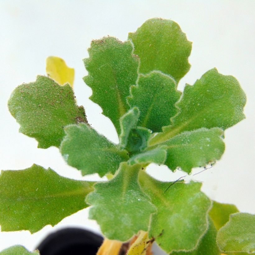 Kaukasianpitkäpalko Bakkely (Lehvistö)