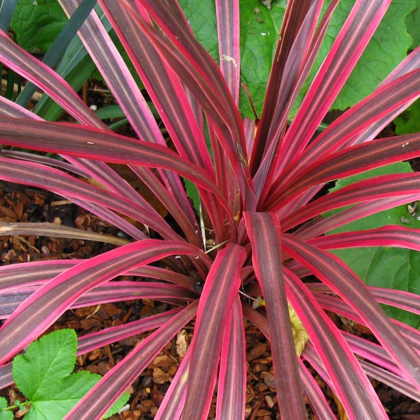 Liljapuut Cherry Sensation (Lehvistö)