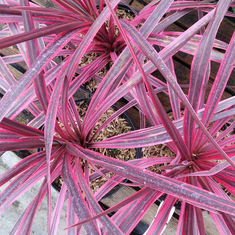 Liljapuut Pink passion (Kukinta)