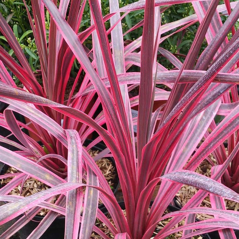 Liljapuut Pink passion (Lehvistö)