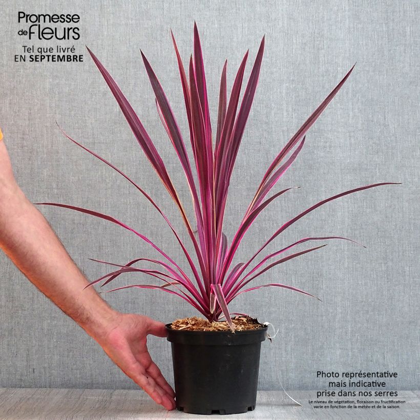 Esimerkki kesällä toimitetusta Liljapuut Pink passion Pot de 2L/3L-taimesta