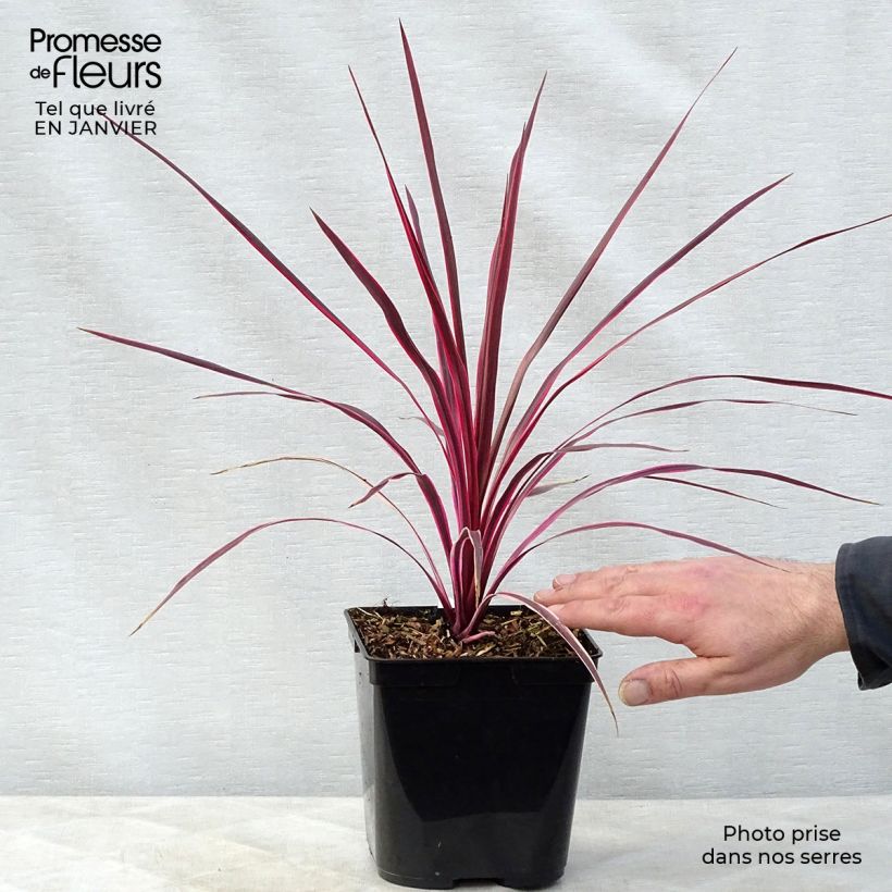 Esimerkki talvella toimitetusta Liljapuut Sunrise Pot de 3L/4L-taimesta