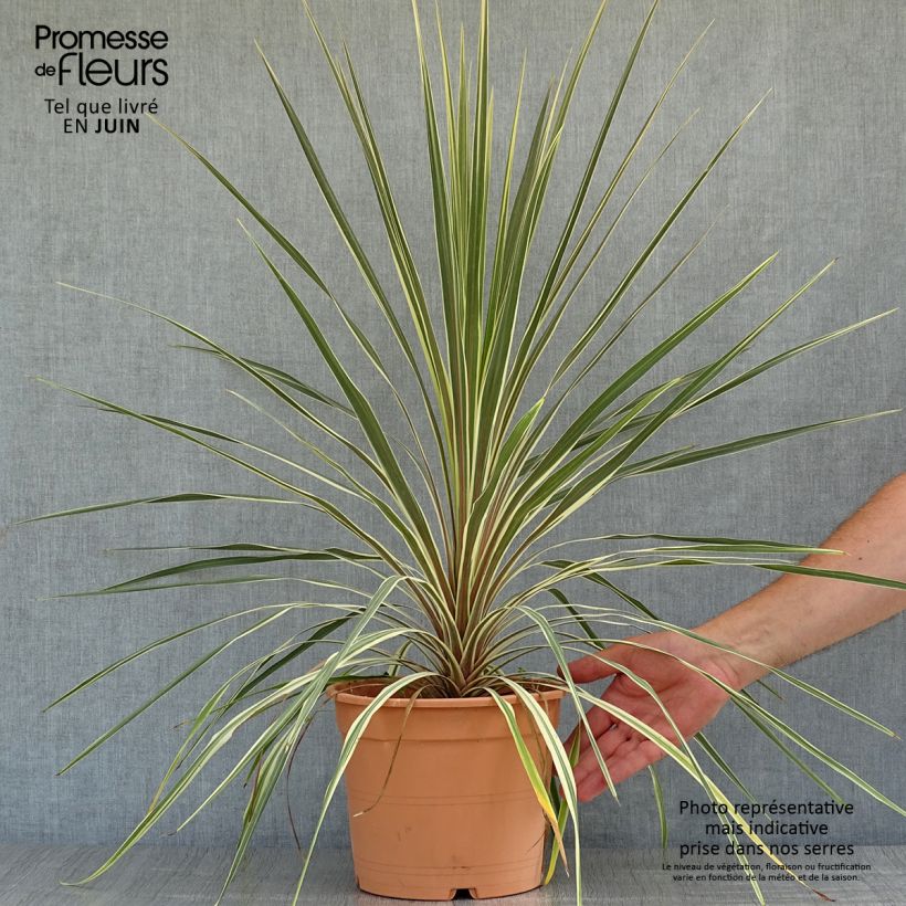 Esimerkki kesällä toimitetusta Liljapuut Torbay Dazzler Pot de 4L/5L-taimesta