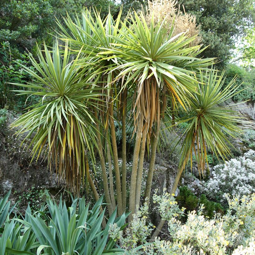 Liljapuut - Cordyline australis (Kasvutapa)