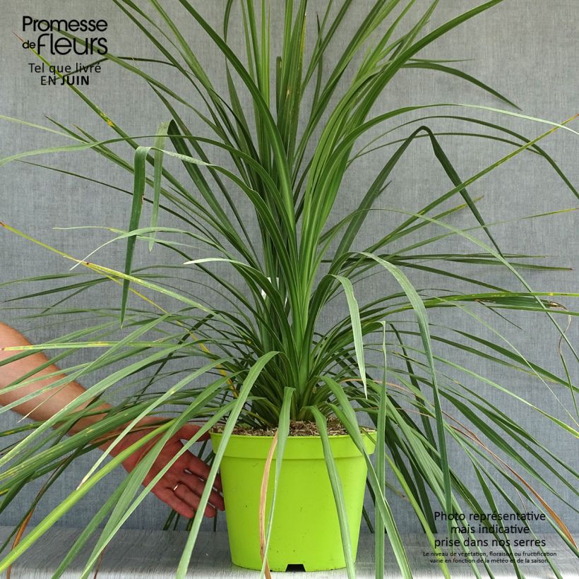 Esimerkki kesällä toimitetusta Liljapuut - Cordyline australis Ruukku 6L / 7L-taimesta