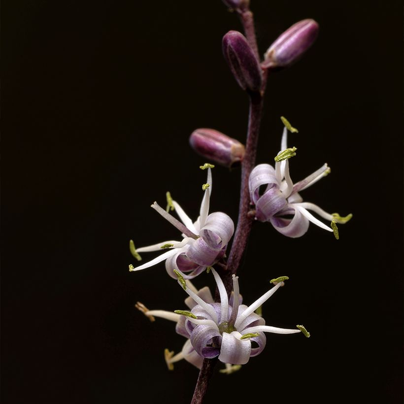 Liljapuut Electric Pink (Kukinta)