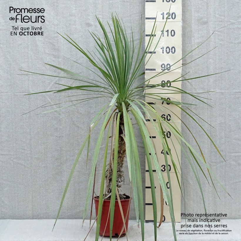 Esimerkki syksyllä toimitetusta Cordyline indivisa 3 litran/4 litran ruukku-taimesta