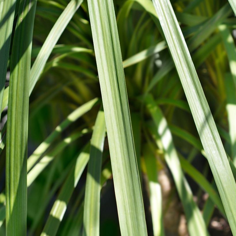 Cordyline indivisa (Lehvistö)