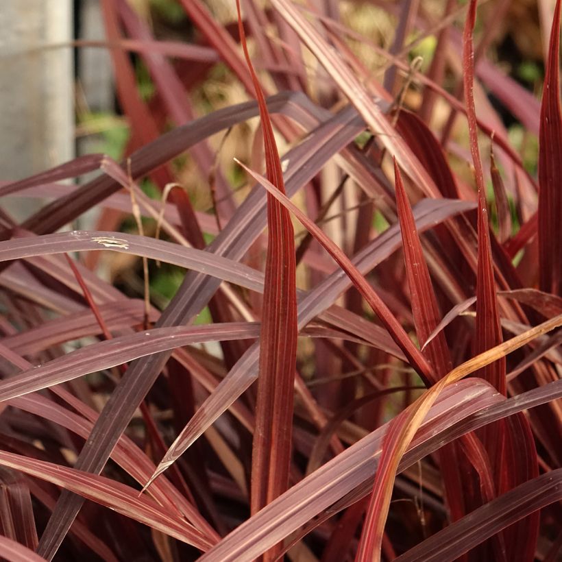 Liljapuut Design a Line Burgundy (Lehvistö)