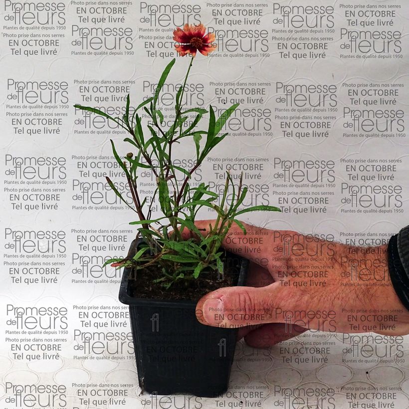 Esimerkki toimitetusta Kaunosilmä Desert Coral Godet de 8/9 cm-taimesta