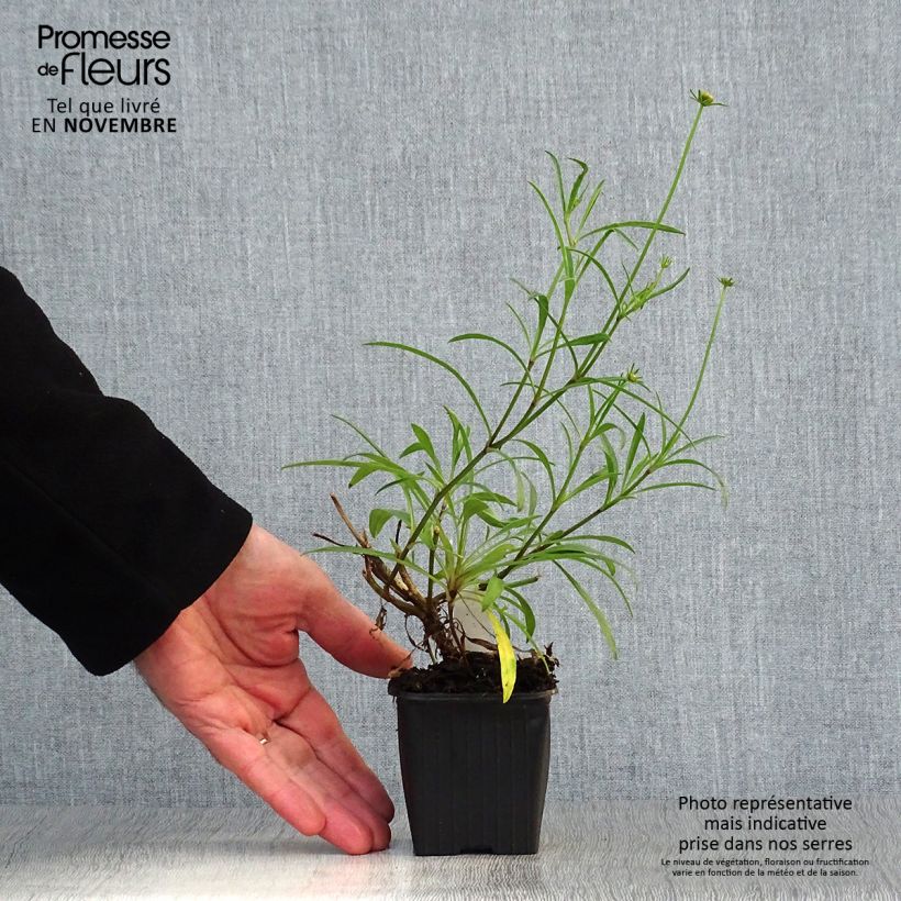 Esimerkki syksyllä toimitetusta Kaunosilmä Mercury Rising 8/9 cm taimiruukku-taimesta