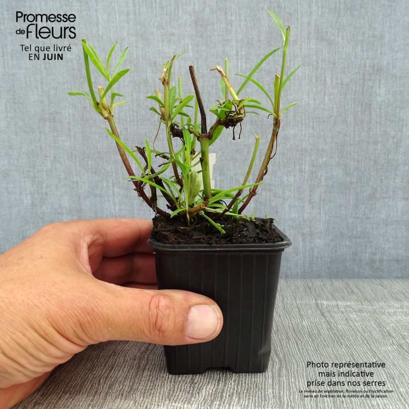 Esimerkki kesällä toimitetusta Kaunosilmä Mercury Rising Godet de 8/9 cm-taimesta