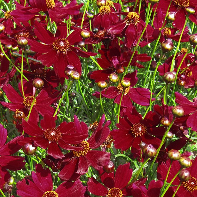 Syyskaunosilmä Ruby Red (Kukinta)