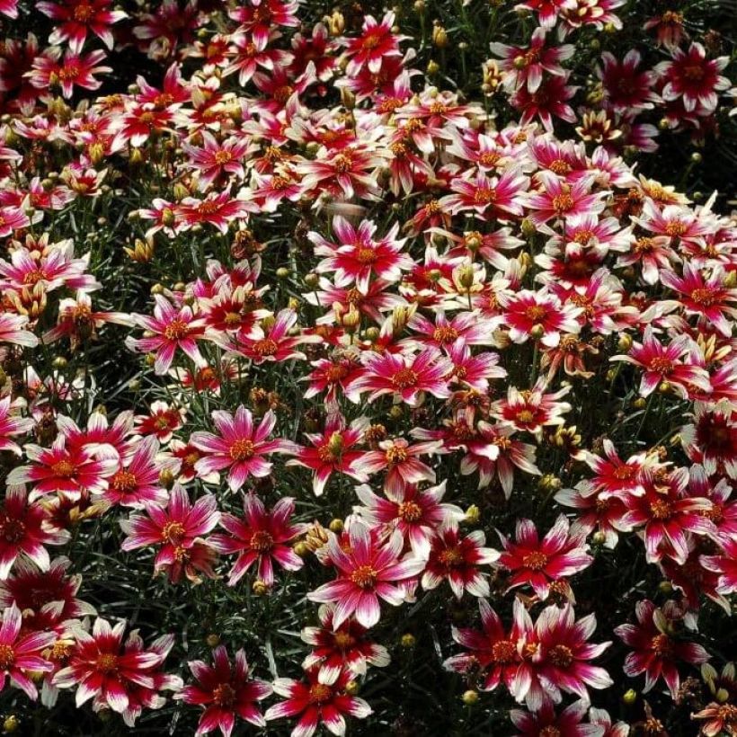 Syyskaunosilmä Sunstar Rose (Kukinta)