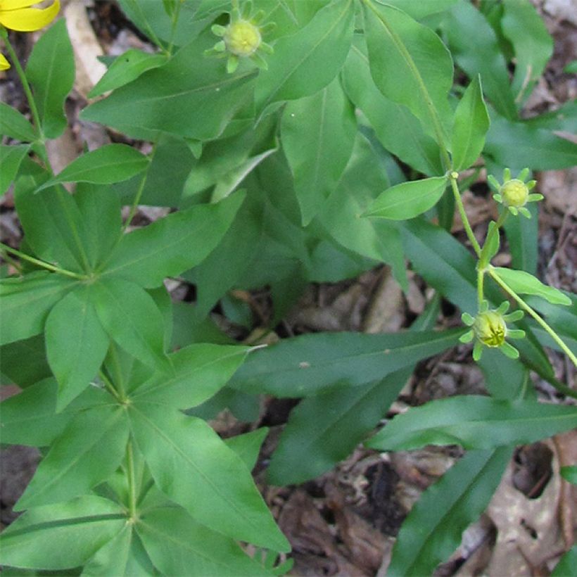 Kaunosilmä - Coreopsis major (Lehvistö)