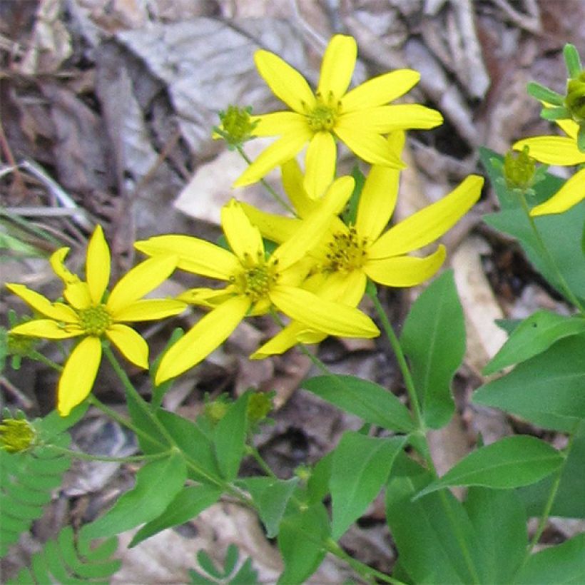 Kaunosilmä - Coreopsis major (Kukinta)