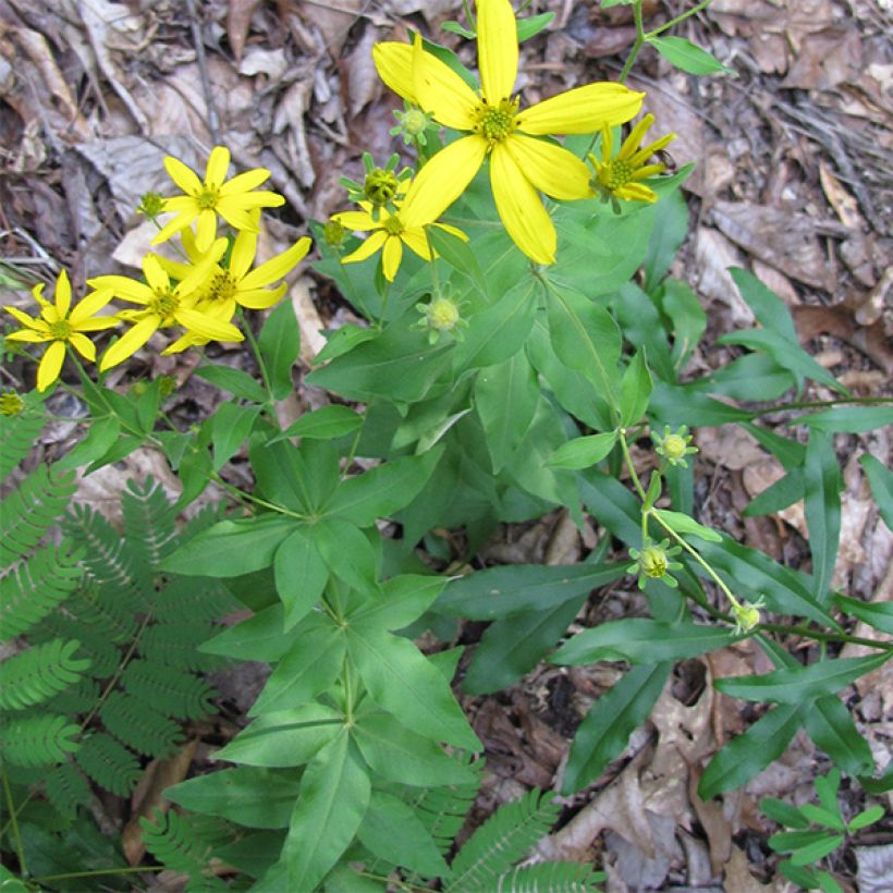 Kaunosilmä - Coreopsis major (Kasvutapa)