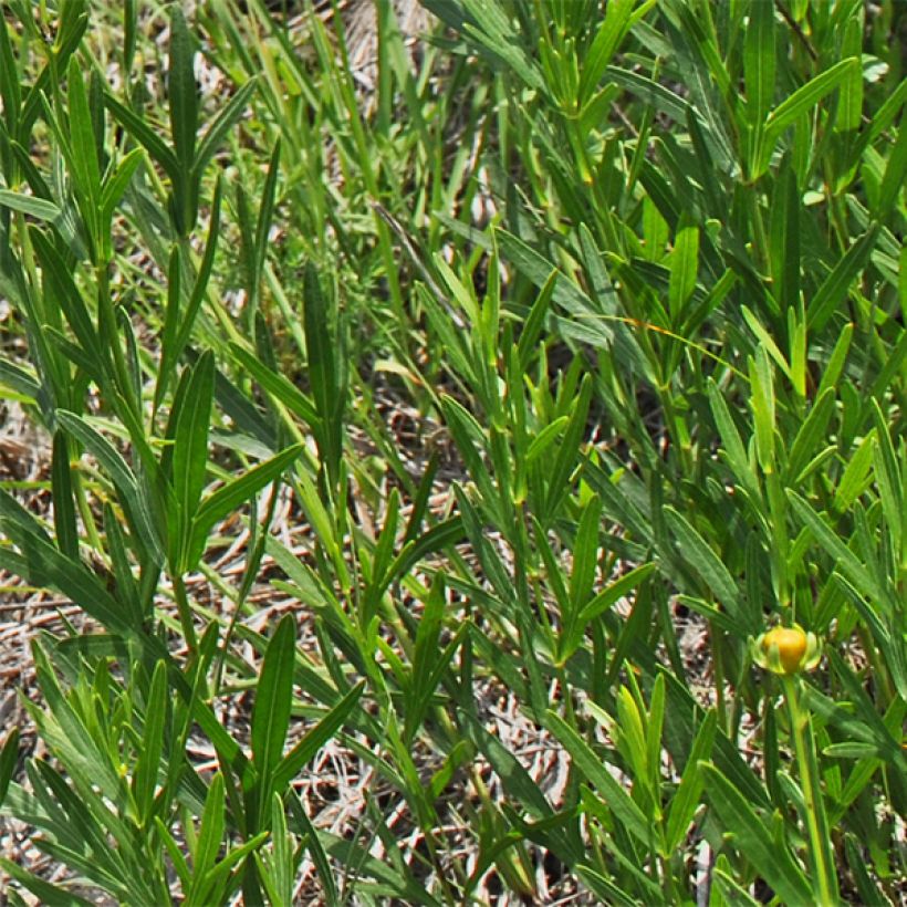 Kaunosilmä - Coreopsis palmata (Lehvistö)