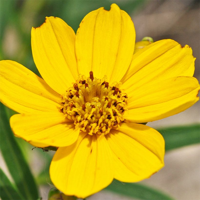Kaunosilmä - Coreopsis palmata (Kukinta)