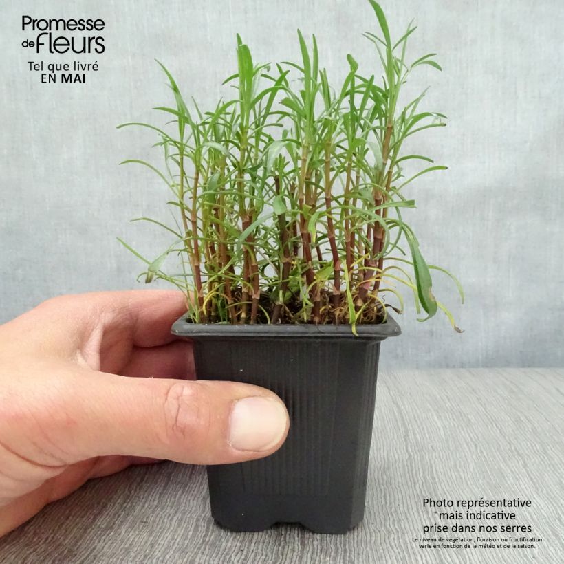 Esimerkki keväällä toimitetusta Ruusukaunosilmä Nana Godet de 8/9 cm-taimesta