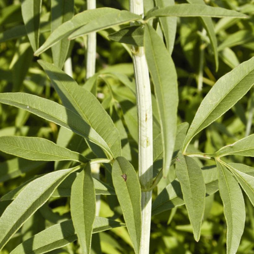 Preeriakaunosilmä - Coreopsis tripteris (Lehvistö)
