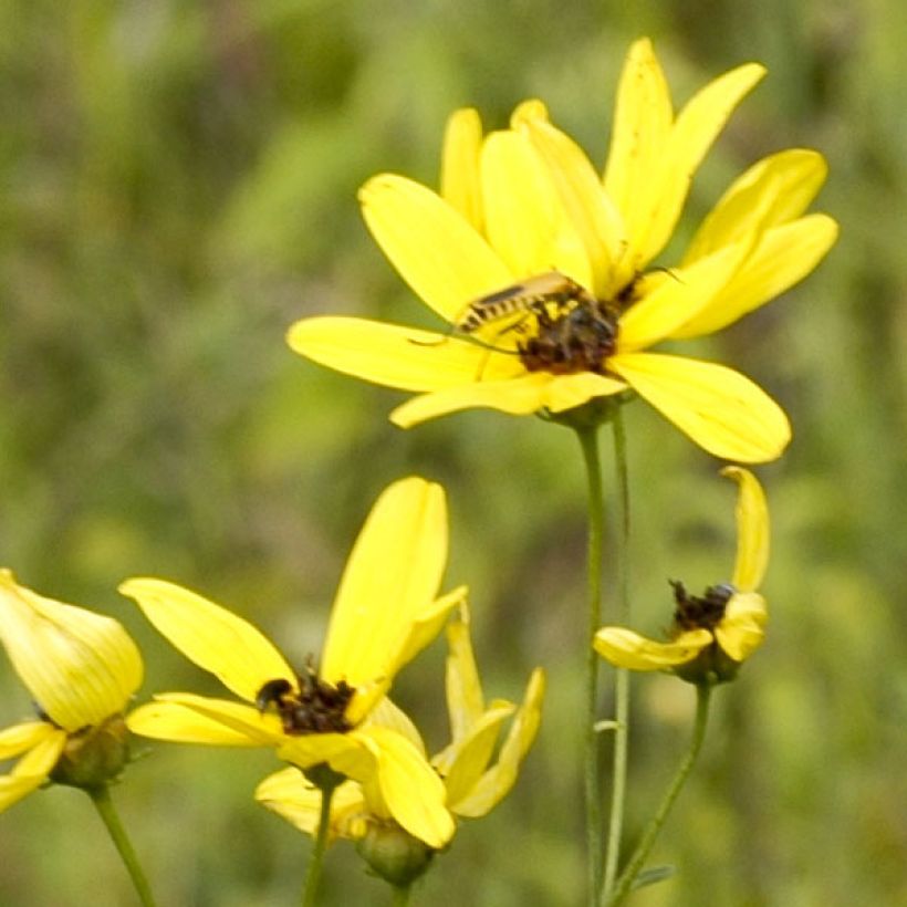 Preeriakaunosilmä - Coreopsis tripteris (Kukinta)