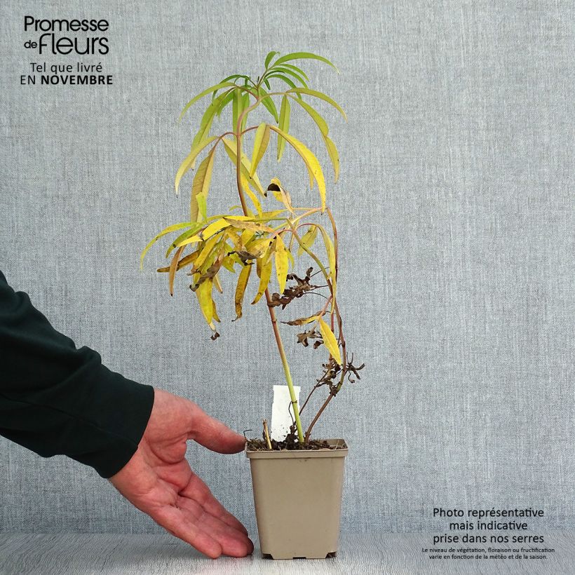 Esimerkki syksyllä toimitetusta Preeriakaunosilmä - Coreopsis tripteris 8/9 cm taimiruukku-taimesta