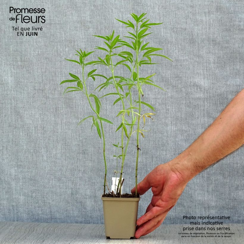 Esimerkki kesällä toimitetusta Preeriakaunosilmä - Coreopsis tripteris Taimiruukku 8/9 cm-taimesta