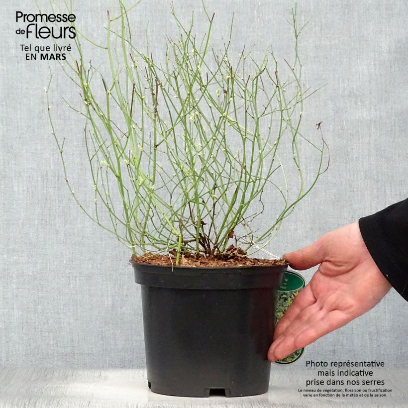 Esimerkki keväällä toimitetusta Pallerokerria Picta Pot de 3L/4L-taimesta
