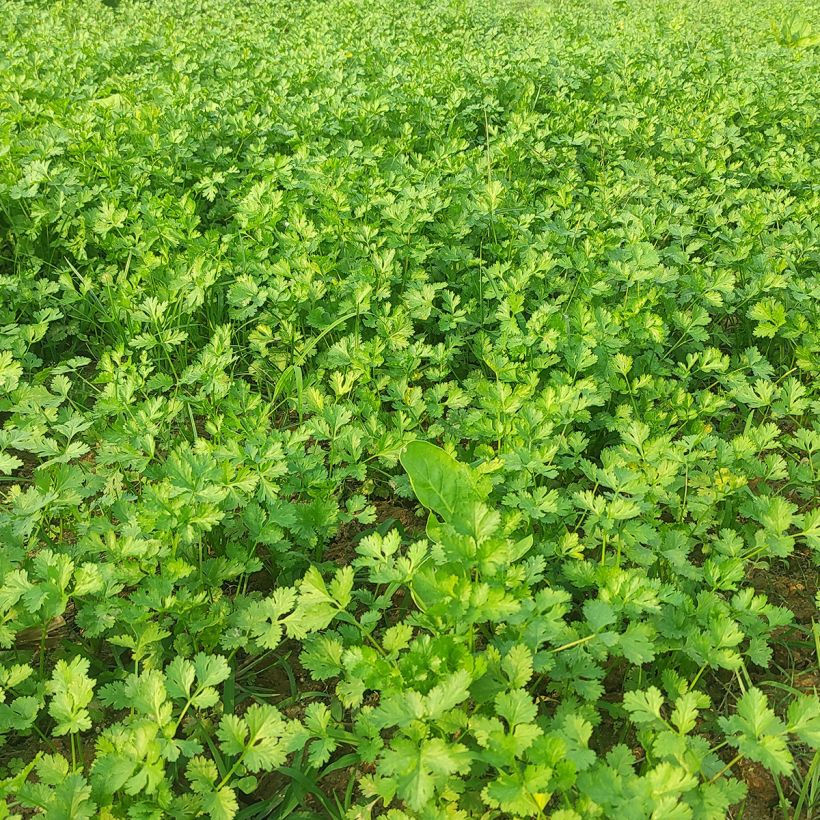 Korianteri taimena - Coriandrum sativum (Lehvistö)