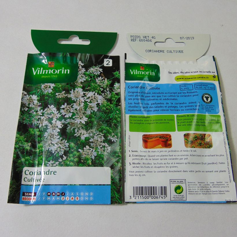 Esimerkki toimitetusta Korianteri - Vilmorin - Coriandrum sativum 360 siemenen pussi (4g)-taimesta