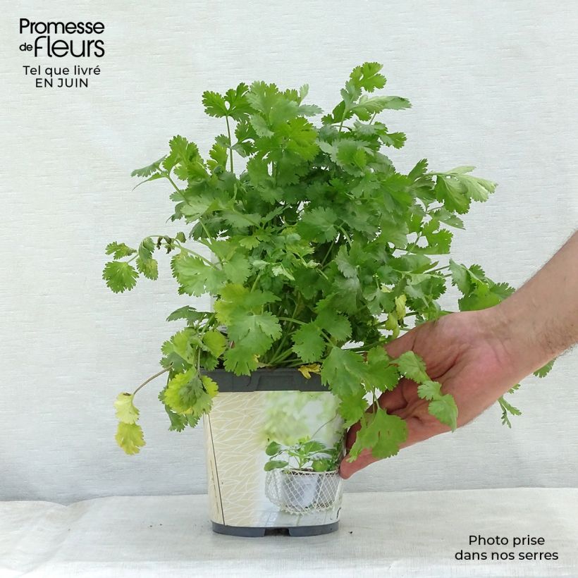 Esimerkki kesällä toimitetusta Korianteri luomu taimena - Coriandrum sativum 1 litran / 1,5 litran ruukku-taimesta