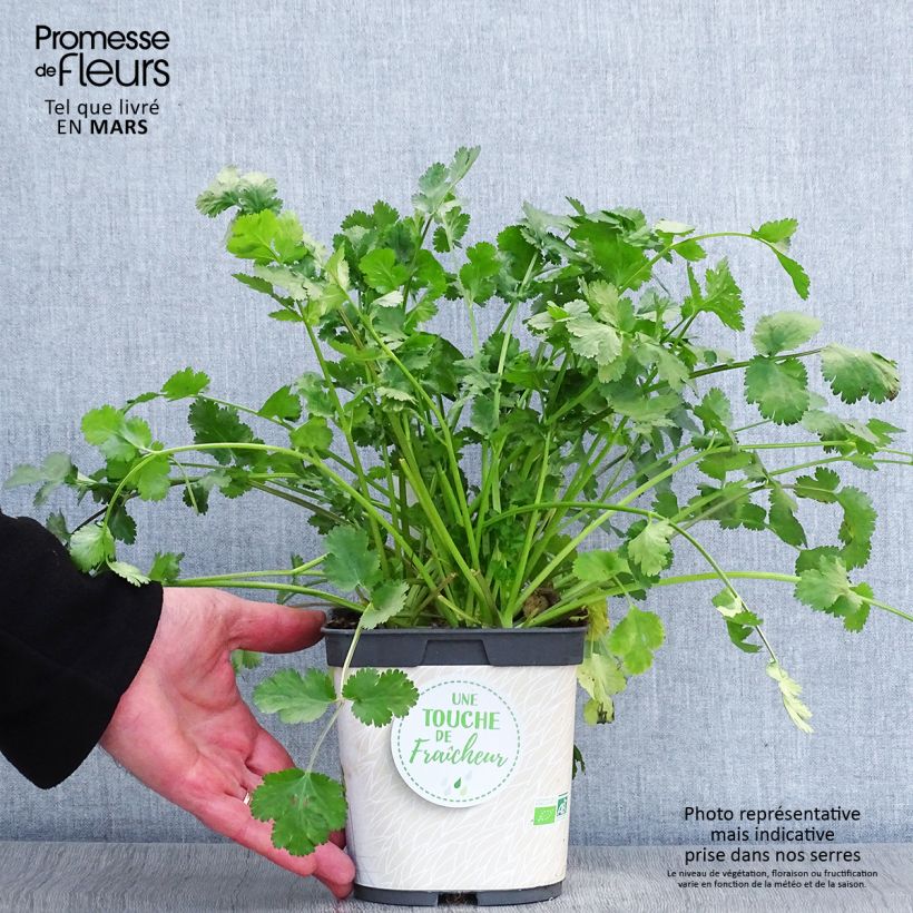 Esimerkki keväällä toimitetusta Korianteri luomu taimena - Coriandrum sativum 1 litran / 1,5 litran ruukku-taimesta