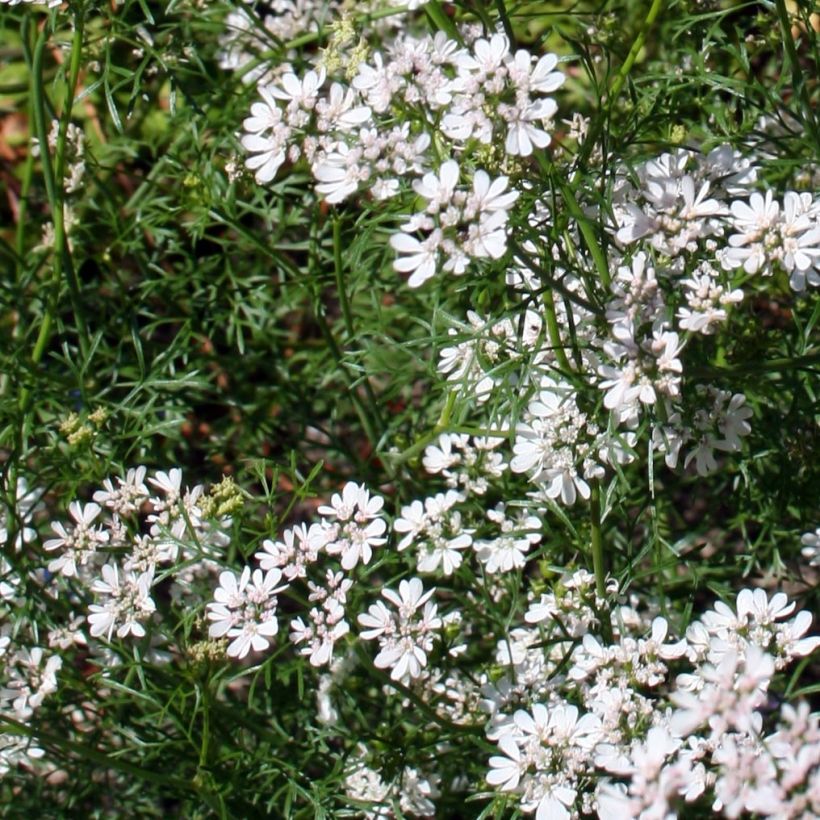 Korianteri taimena - Coriandrum sativum (Kukinta)