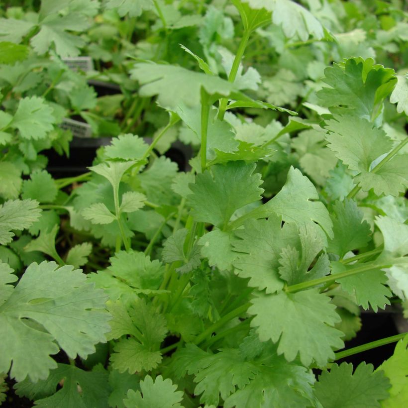 Korianteri luomu taimena - Coriandrum sativum (Lehvistö)