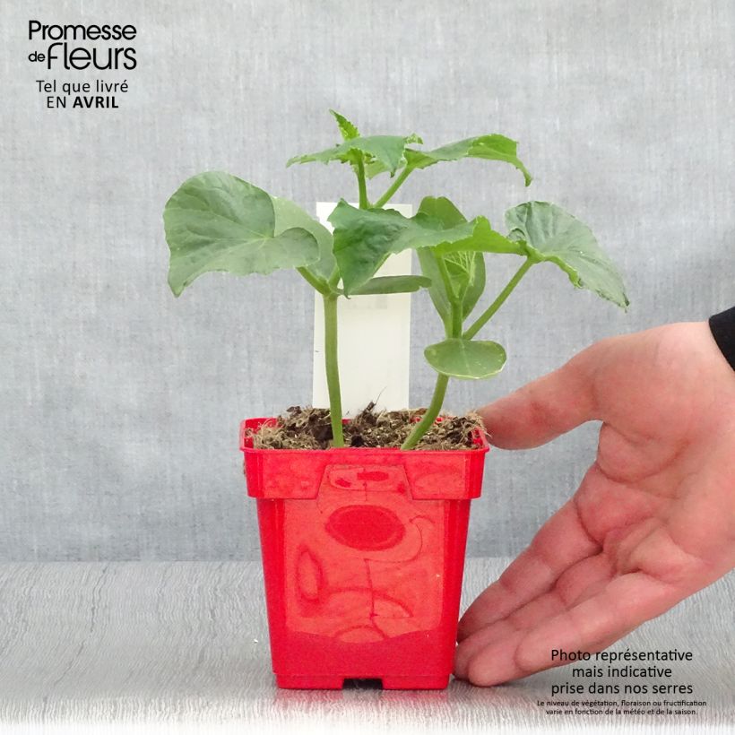 Esimerkki keväällä toimitetusta Kurkku Ceto taimena 10 cm/11 cm ruukku-taimesta