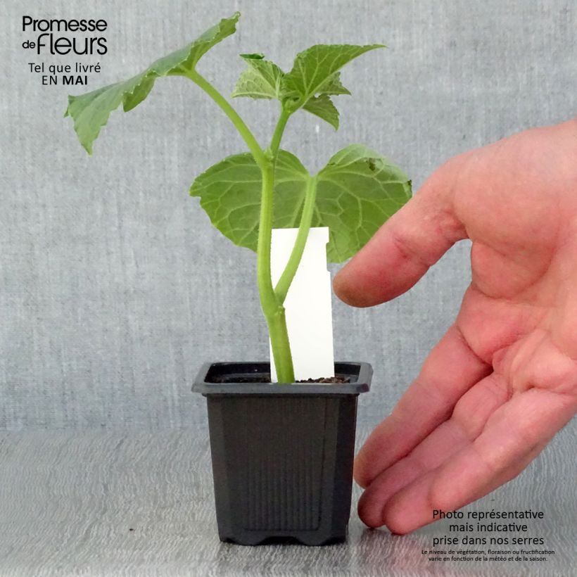 Esimerkki keväällä toimitetusta Avomaankurkku Vert Petit de Paris taimena 7/8 cm taimiruukku-taimesta