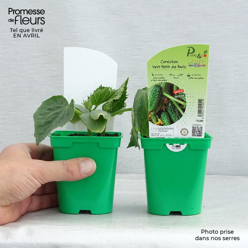 Esimerkki keväällä toimitetusta Avomaankurkku Vert Petit de Paris taimena 10 cm/11 cm ruukku-taimesta